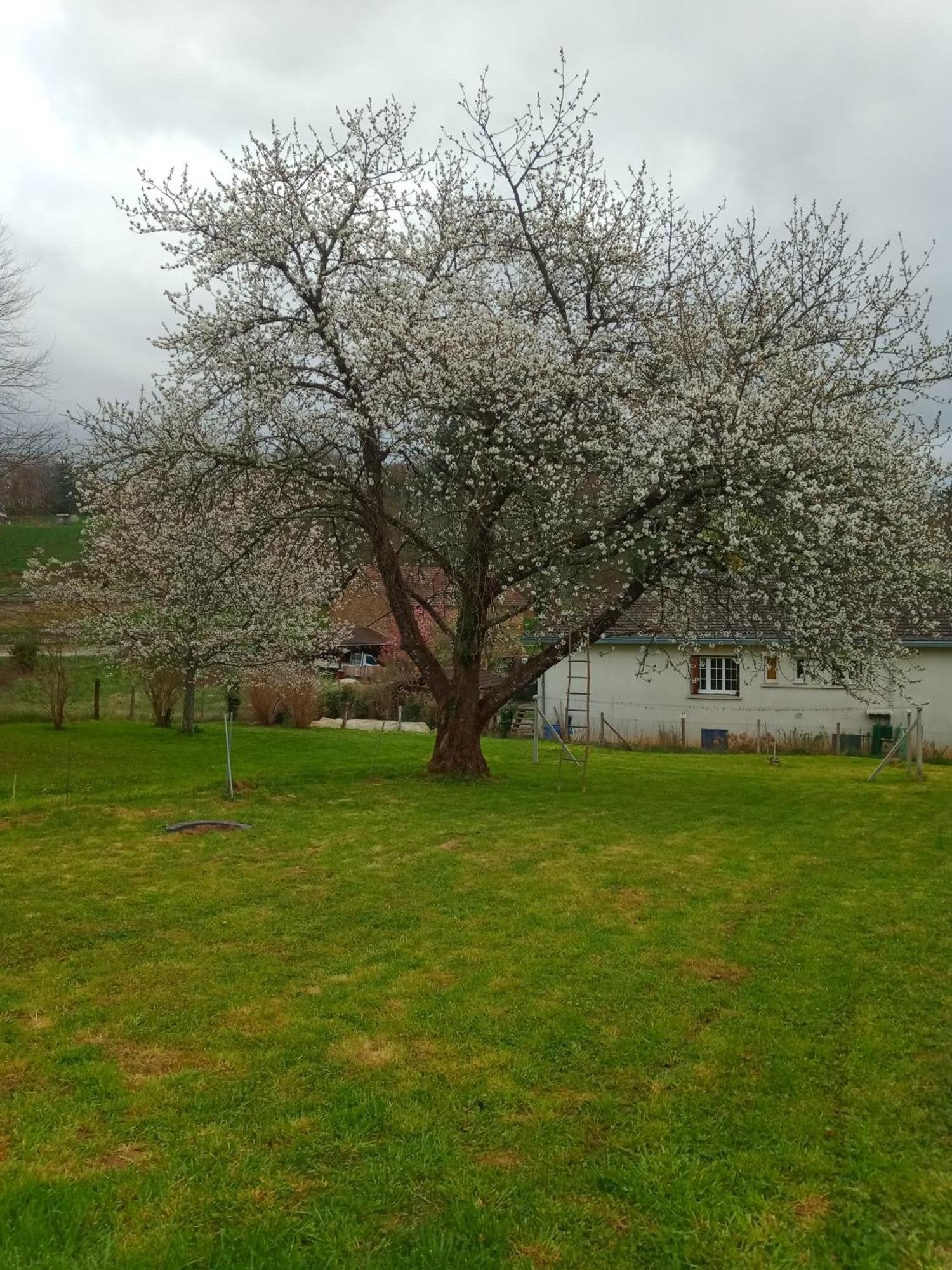 Cherry Blossom House Bujaleuf Exterior photo